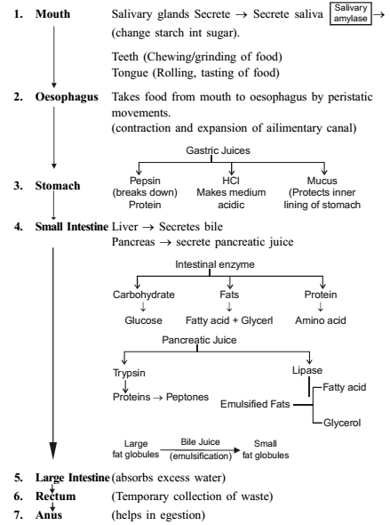 Flow Chart Of Nutrition In Human Beings