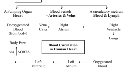Flow Chart Of Double Circulation Of Blood