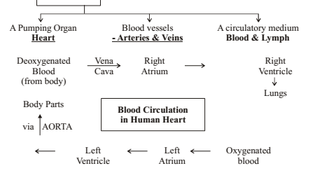 Flow Chart Of Nutrition In Human Beings