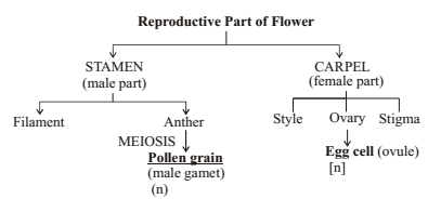 Flow Chart Of Reproduction