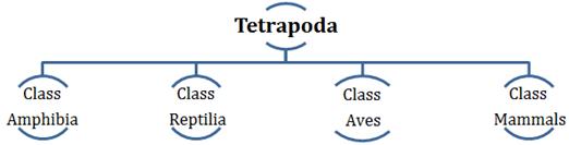 Animal kingdom class 1 picture