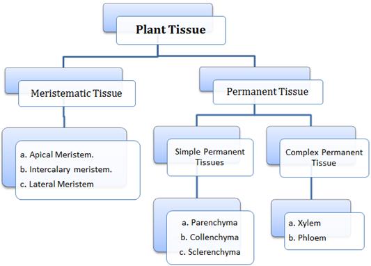 Anatomy of Flowering Plants class 11 Notes Biology