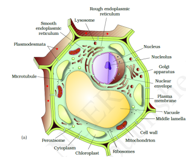 Biology Charts For Class 9