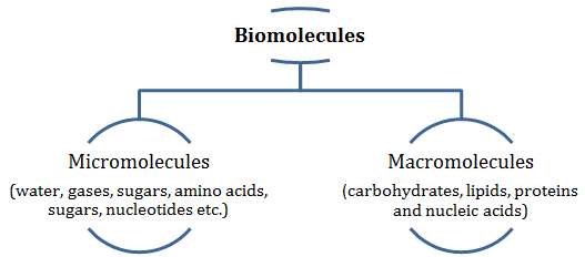 Macromolecule Chart Pdf