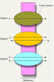 ncert diffusion mycbseguide facilitated symport uniport antiport