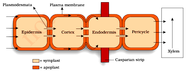 Transport in Plants class 11 Notes Biology | myCBSEguide | CBSE Papers ...