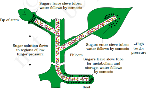 Transport in Plants class 11 Notes Biology | myCBSEguide | CBSE Papers ...