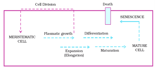 Plant Growth And Development Class 11 Notes Biology | MyCBSEguide ...