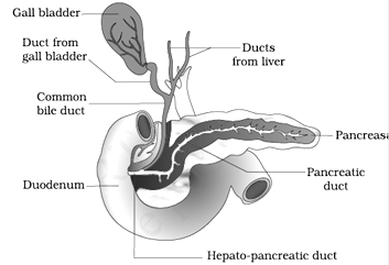 10 functions of the liver picture