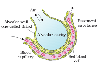 Breathing And Exchange Of Gases Class 11 Notes Biology | MyCBSEguide ...