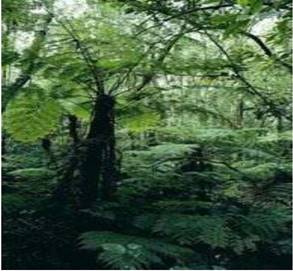 Natural vegetation of the world picture